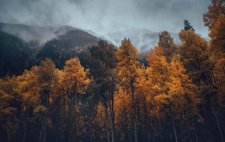arbres jaunes, automne, arbres, nature, montagnes, forêt, brouillard, Fond d'écran HD