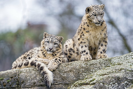 two leopards on brown tree, snow leopards, snow leopards, leopards, other  two, brown, tree, rock, portrait, face, attentive, young, cub, snow leopard, wild  cat, fluffy, uncia, zoo  basel, switzerland, nikon  d4, wildlife, animal, carnivore, animals In The Wild, mammal, undomesticated Cat, nature, danger, fur, large, HD wallpaper HD wallpaper