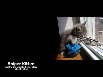 cat sniper ตลก 1024x768 Animals Cats HD Art, cats, funny, วอลล์เปเปอร์ HD HD wallpaper