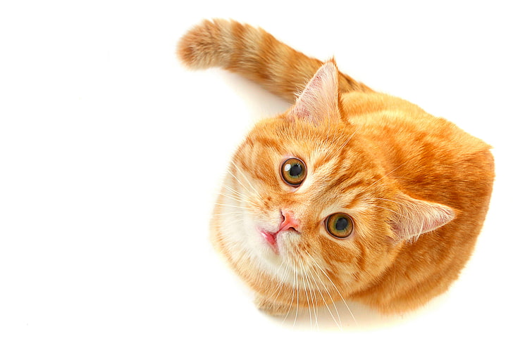 kucing kucing oranye, kucing, mata, lihat, merah, hijau, latar belakang putih, terlihat, Wallpaper HD