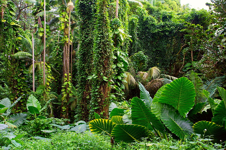 green leaf plant, light, trees, foliage, plants, Jungle, vines, HD wallpaper