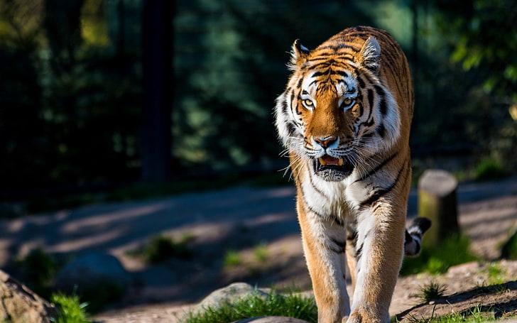 tigre marrom, tigre de amur, gato selvagem, predador, andando, HD papel de parede