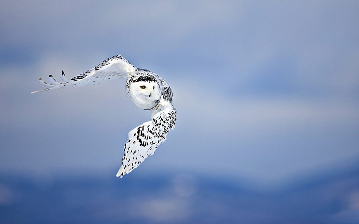 snowy owl, owl, flying, bird, white, predator, HD wallpaper
