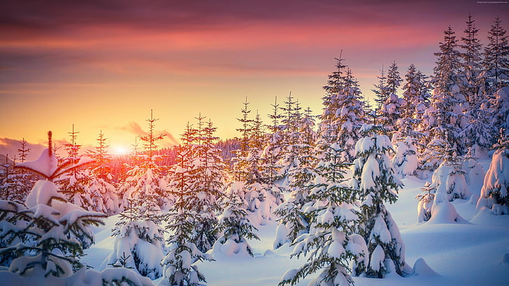 neigeux, forêt de pins, lumière du soleil, sapin, arbre, paysage, ciel, nature, ciel orange, pins, pins, arbres, froid, hiver, coucher de soleil, neige, Fond d'écran HD
