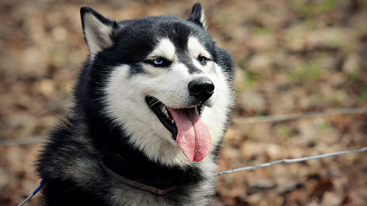 Husky sibérien, chien, Fond d'écran HD