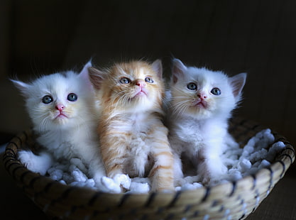 Tre bedårande kattungar i en liten korg HD Wallpaper, två vita och en orange tabby kattungar, Djur, husdjur, tre, korg, fotografi, kattungar, katter, spädbarn, söta, söta, bedårande, gosiga, HD tapet HD wallpaper