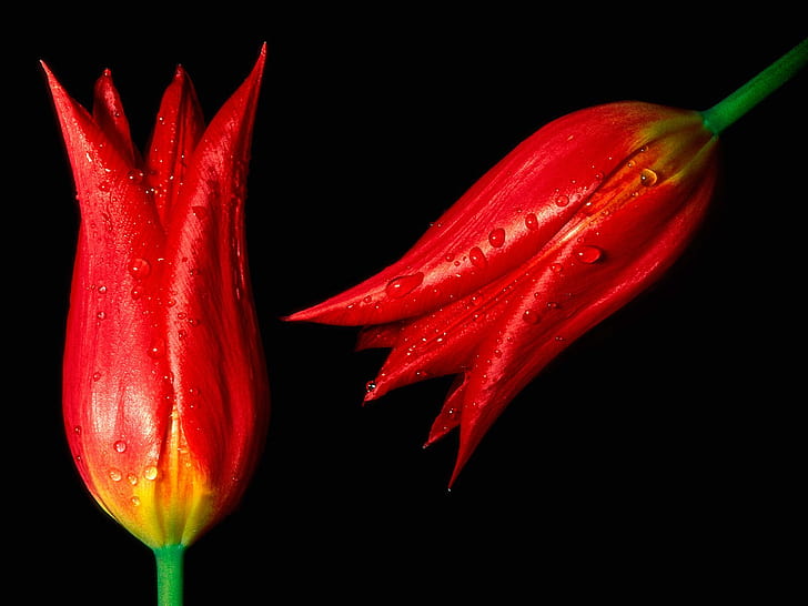 Tulipes rouges chaudes, tulipes, Fond d'écran HD