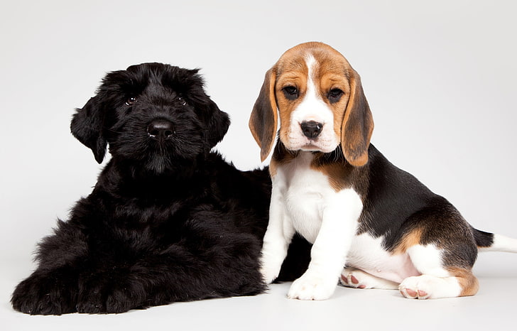 Black, puppies, kids, spotted, Beagle, HD wallpaper | Wallpaperbetter