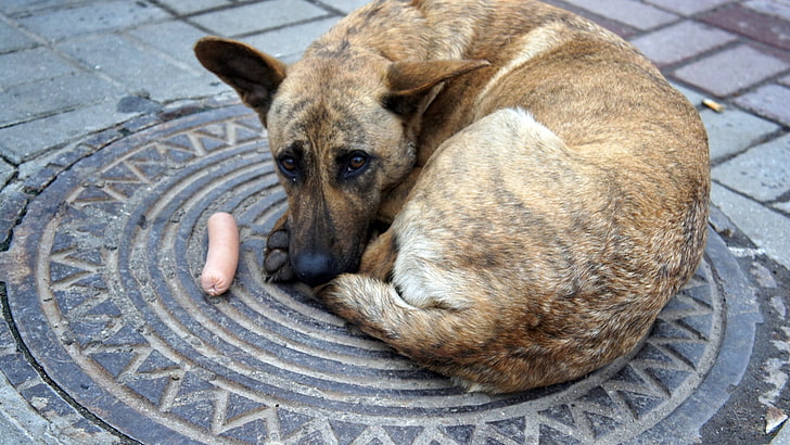 short-coated brindle dog, dog, stray, sausage, fed, warm, sunroof, HD wallpaper