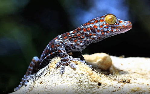 Влечуго Geckos Family Of Lizards Научно наименование Gekkonidae Animals Wallpaper Hd За мобилен телефон Tablet And Pc 3840 × 2400, HD тапет HD wallpaper