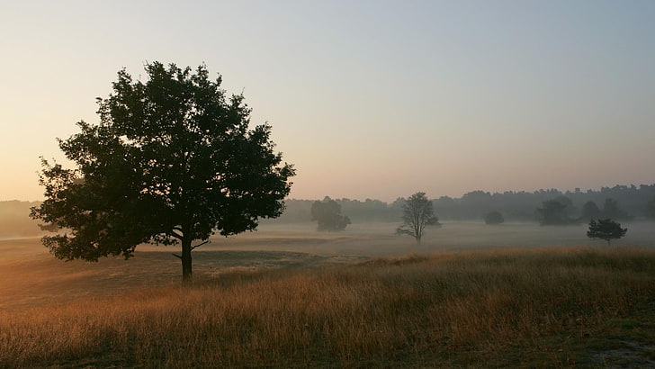 morning, misty, dump, trees, field, nature, HD wallpaper