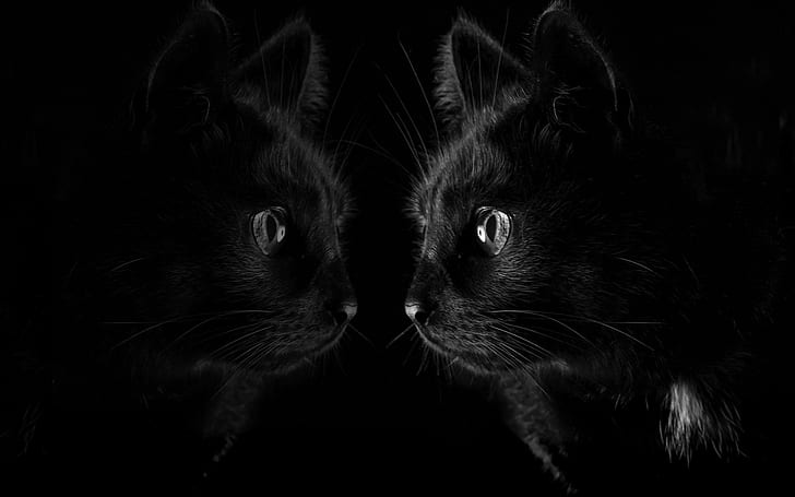 gelap, hitam, kucing, refleksi, binatang, Wallpaper HD