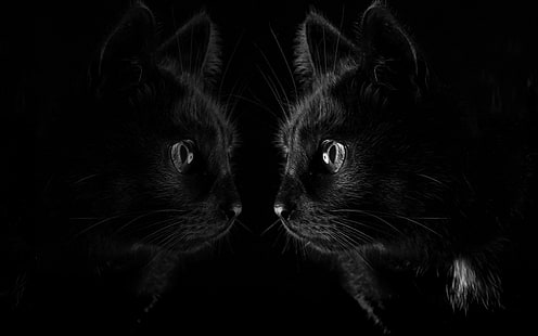 ciemny, czarny, kot, odbicie, zwierzęta, Tapety HD HD wallpaper