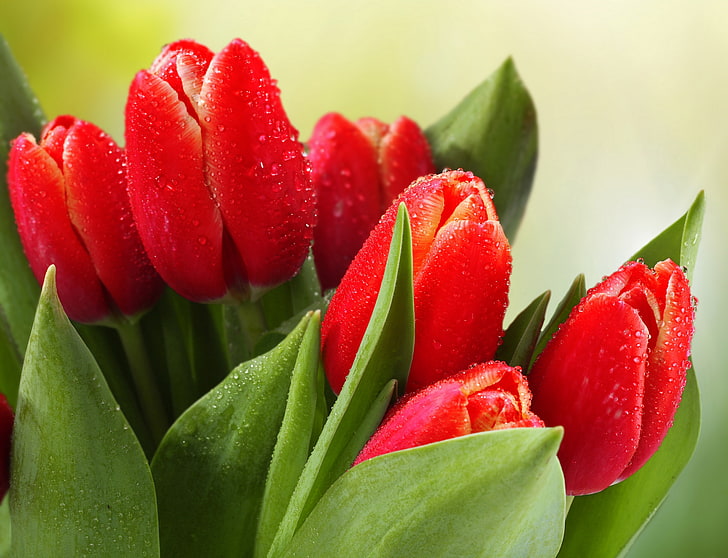bouquet of red tulips, tulips, drops, leaves, flower, HD wallpaper