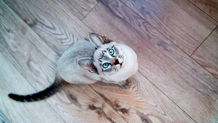 قطة رمادية وسوداء بعيون زرقاء تجلس على أرضيات خشبية بنية اللون ، قطة ، تنظر لأعلى ، حيوانات ، سطح خشبي ، عيون زرقاء ، ختم سياموا، خلفية HD