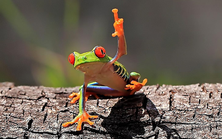 middle finger, frog, amphibian, Red-Eyed Tree Frogs, animals, HD wallpaper