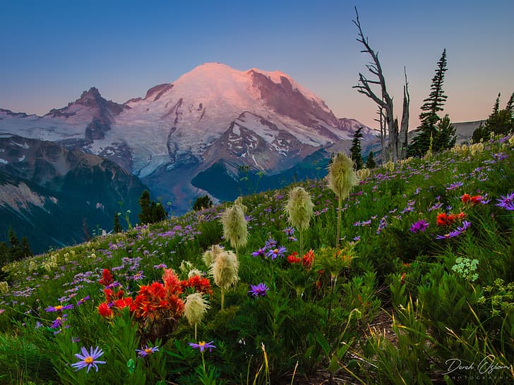 цветя, планини, ливада, Национален парк Mount Rainier, Национален парк Mount Rainier, Mount Rainier, Каскадните планини, щат Вашингтон, Cascade Range, Вашингтон, HD тапет
