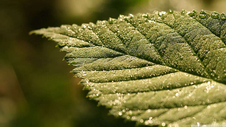 grünes Blatt, Natur, Blätter, Pflanzen, HD-Hintergrundbild