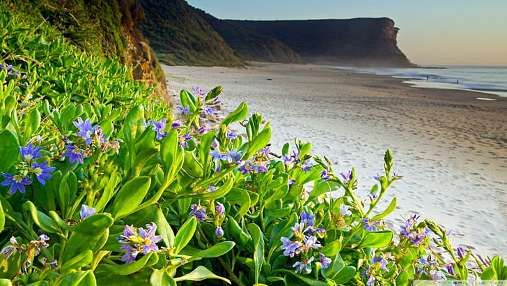 Фиолетовые цветы на пляже, пляж, скалы, цветы, природа и пейзажи, HD обои