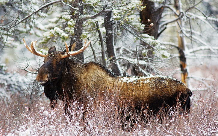 brown moose, elk, forest, winter, old, walk, HD wallpaper