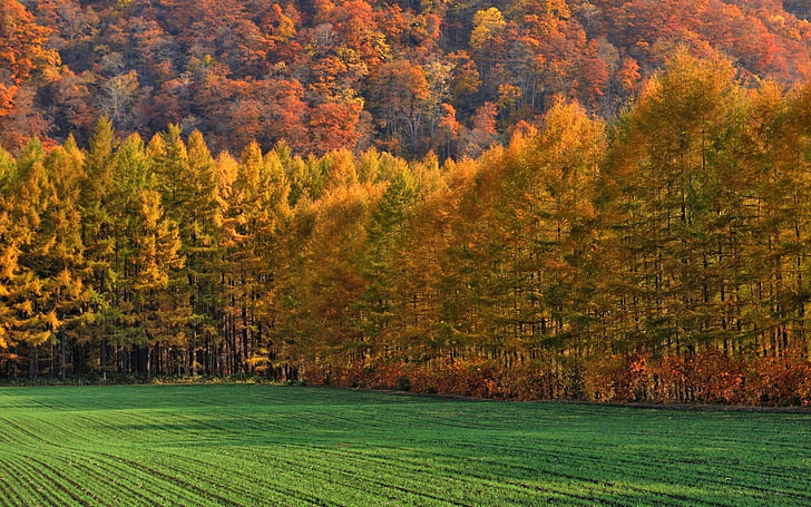 peinture d'arbre vert et brun, automne, forêt, nature, arbres, Fond d'écran HD