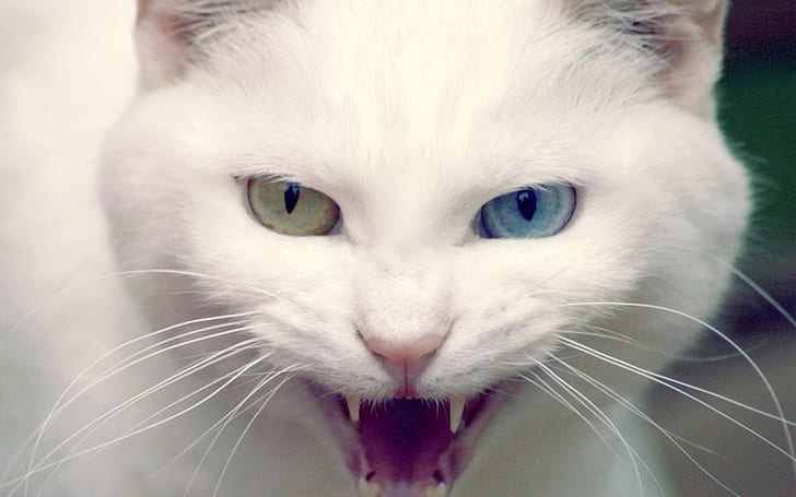 Angry Cat โกรธสัตว์, วอลล์เปเปอร์ HD