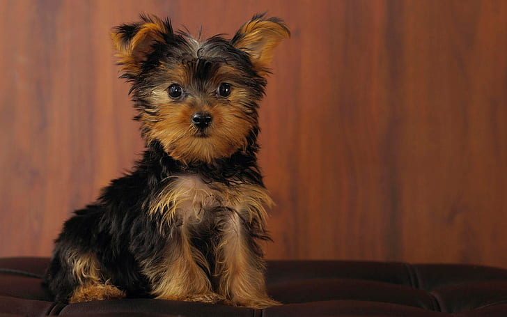 yorkshire terrier, Tapety HD