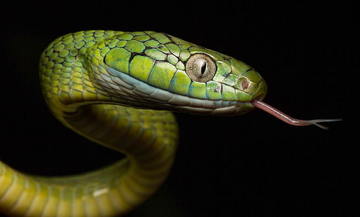animals, snake, reptiles, HD wallpaper HD wallpaper