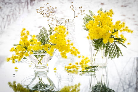  yellow, reflection, Mimosa, HD wallpaper HD wallpaper
