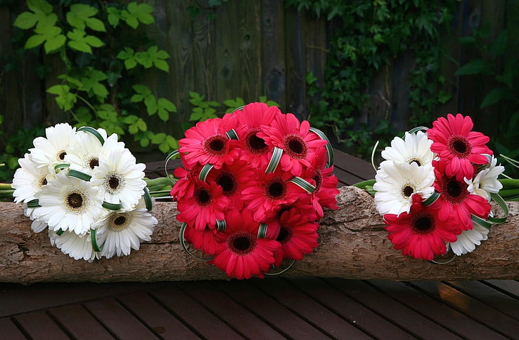 drei weiße und rote Gerberagänseblümchen-Blumenkugeln, Gerbera, Blumen, Weiß, Rot, Bauholz, HD-Hintergrundbild