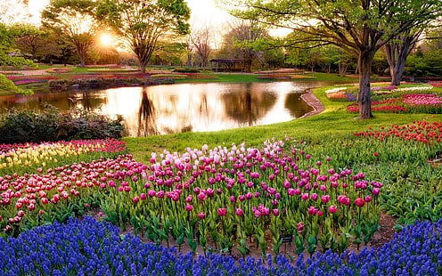 اليابان ، طوكيو ، مشهد الصباح في الحديقة ، الشروق ، البركة ، الأشجار ، الزهور ، اليابان ، طوكيو ، الصباح ، المناظر الطبيعية ، الحديقة ، الشروق ، البركة ، الأشجار ، الزهور، خلفية HD HD wallpaper