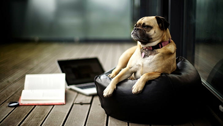 perro, pug, libros, laptop, mac book, Fondo de pantalla HD