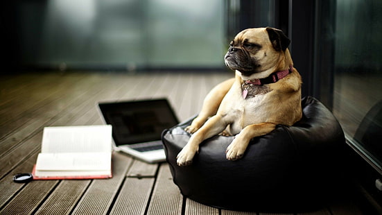cão, pug, livros, laptop, livro mac, HD papel de parede HD wallpaper