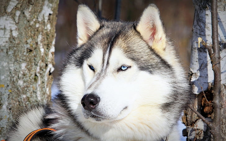 animali, cane, Alaskan Malamute, Sfondo HD