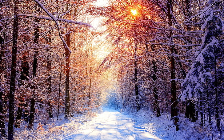 заснежени дървета и поле, гора, зима, слънчева светлина, природа, HD тапет
