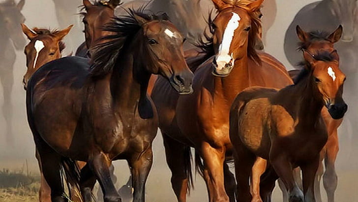 Семейство Лошадей, табун, лошади, дикие лошади, животные, природа, HD обои