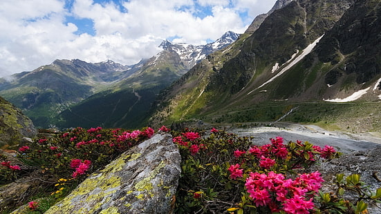 różowe kwiaty z płatkami, natura, krajobraz, wzgórza, drzewa, chmury, góry, śnieg, skała, kwiaty, droga, las, mech, Tapety HD HD wallpaper