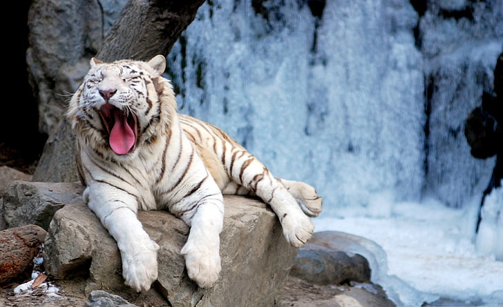 Yawning Tiger, white and brown tiger, Animals, Tiger, white, stones, HD wallpaper