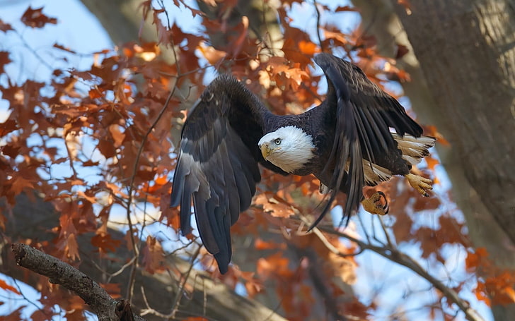 águia americana preto e branco, animais, pássaros, águia, outono, voando, HD papel de parede