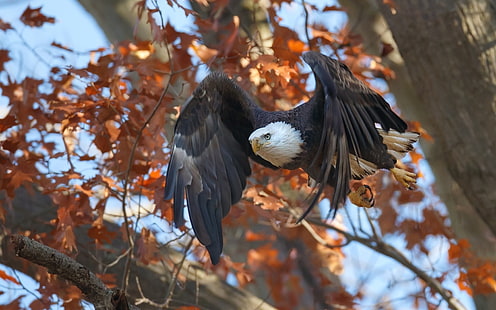 águia americana preto e branco, animais, pássaros, águia, outono, voando, HD papel de parede HD wallpaper