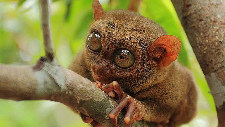 tarsier, 동물, tarsiers의 선택적 초점 사진, HD 배경 화면