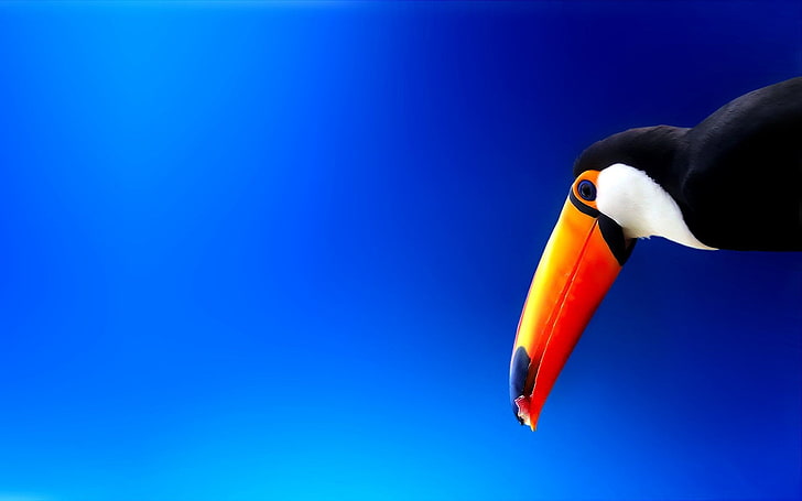 Birds, Toco toucan, Bird, Blue, Colorful, Toucan, HD wallpaper