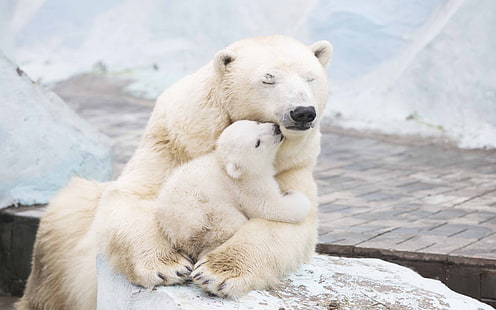 weißer Eisbär mit Babybär, Eisbären, Jungtier, 4K, HD-Hintergrundbild HD wallpaper