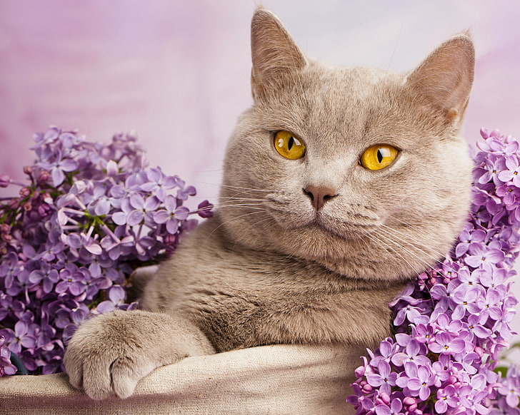 Gri kedi ve mor Eflatun çiçekler, kedi, portre, leylak, Britanya ile ilgili stenografi, HD masaüstü duvar kağıdı