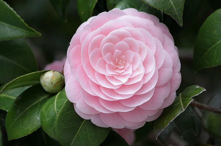 pink Japanese camellia flower, camellia, flower, soft, close-up, bud, HD wallpaper