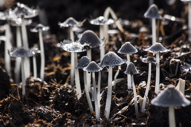 gray mushrooms, mushrooms, toadstools, gray, foliage, HD wallpaper