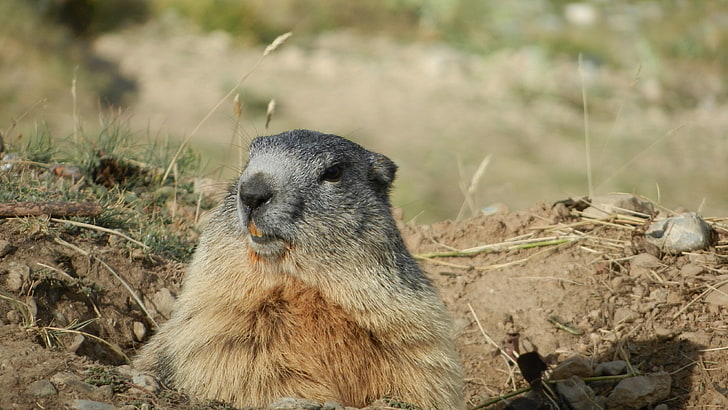 gray animal, marmot, alps, rodent, muzzle, HD wallpaper