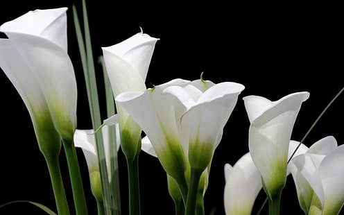 Blumen, Calla Lily, HD-Hintergrundbild HD wallpaper