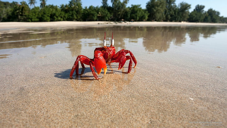 Rote Krabbe, Ngapali-Strand, Myanmar, Ozean-Leben, HD-Hintergrundbild