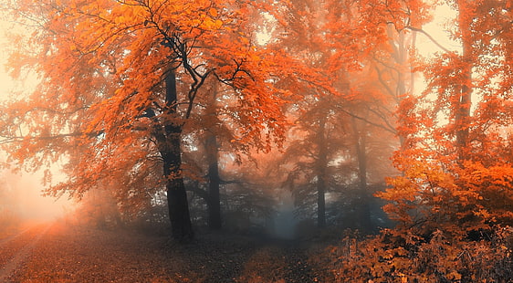 оранжево дърво, оранжево дърво в близост до пътека, пейзаж, гора, дървета, листа, есен, HD тапет HD wallpaper